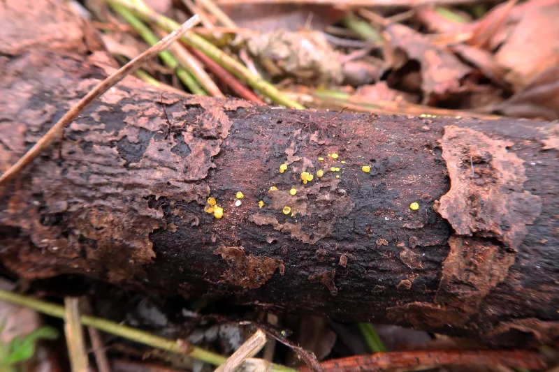 Calycina claroflava 1 - IMG_8821